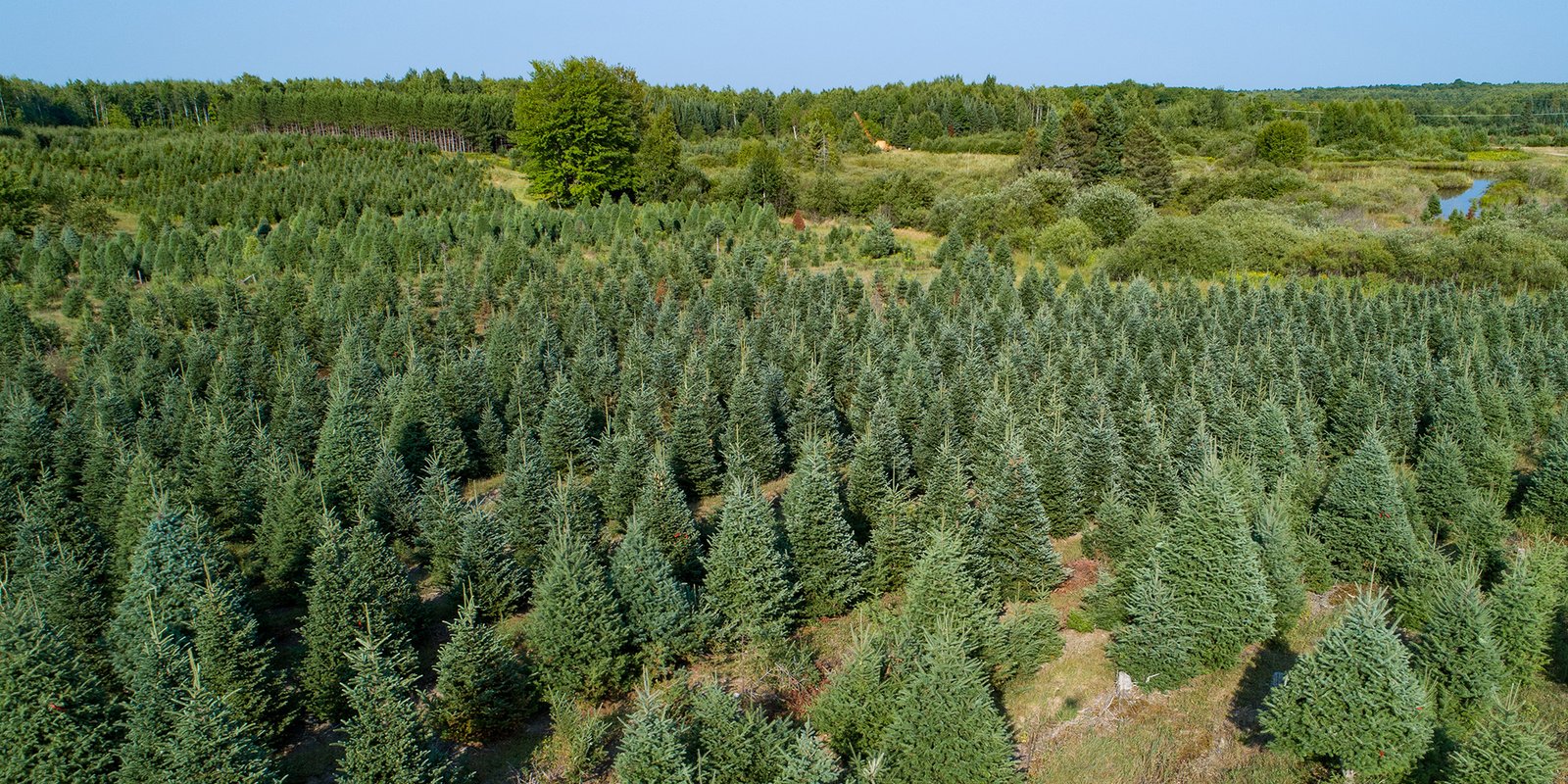 Field of Christmas trees