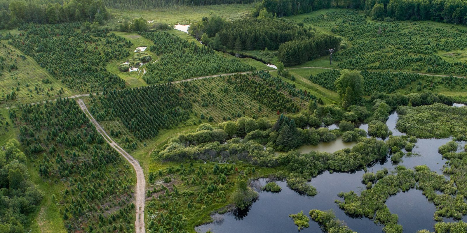 Field of Christmas trees